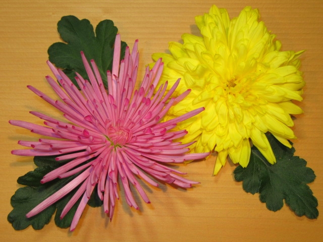 食用菊,黄菊花と紫菊花